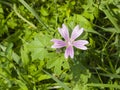 Blooming Common or high mallow, Malva sylvestris, flower in grass close-up, selective focus, shallow DOF