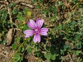 Blooming Common or high mallow, Malva sylvestris, flower in grass close-up, selective focus, shallow DOF