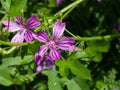 Blooming Common or high mallow, Malva sylvestris, flower in grass close-up, selective focus, shallow DOF Royalty Free Stock Photo