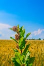 Blooming Common milkweed or butterfly flower close up, colorful and vivid plant, natural background