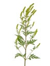 Blooming common ragweed isolated on white background