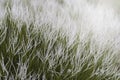 Blooming common smokebush plant - plant endemic to Western Australia. Royalty Free Stock Photo