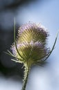 Blooming common teasel