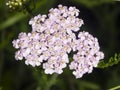 Blooming Common Yarrow, Achillea millefolium, flower cluster with dark bokeh background macro, selective focus Royalty Free Stock Photo