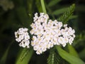 Blooming Common Yarrow, Achillea millefolium, flower cluster with dark bokeh background macro, selective focus Royalty Free Stock Photo