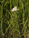 Blooming Common Yarrow, Achillea millefolium, flower cluster and leaves on stem in weed macro, selective focus Royalty Free Stock Photo