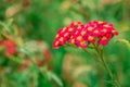 Blooming common yarrow - shot in a botanical garden