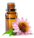 Blooming coneflower heads and bottle of echinacea purple coneflower oil isolated on white background close-up