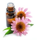 Blooming coneflower heads and bottle of echinacea purple coneflower oil isolated on white background close-up