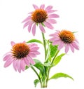 Blooming coneflower heads or echinacea flower isolated on white background close-up Royalty Free Stock Photo