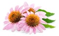 Blooming coneflower heads or echinacea flower isolated on white background close-up