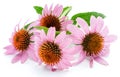 Blooming coneflower heads or echinacea flower isolated on white background close-up Royalty Free Stock Photo