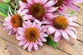 Blooming coneflower heads or echinacea flower on wooden background close-up