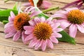 Blooming coneflower heads or echinacea flower on wooden background close-up
