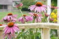 Blooming coneflowers against fence Royalty Free Stock Photo