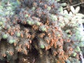 Blooming coniferous pine tree branches. New cones, pine needles.