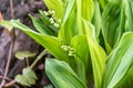 Blooming of Convallaria Majalis Lily of the valley in the garden in the spring time after snow melt ready to bloom selective focus Royalty Free Stock Photo