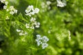 Blooming Coriander Chinese parsley or Coriandrum sativum, Cilantro, Coriander Royalty Free Stock Photo