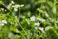 Blooming Coriander Chinese parsley or Coriandrum sativum, Cilantro, Coriander Royalty Free Stock Photo