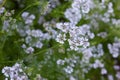 Blooming Coriander Coriandrum sativum in the agricultural field