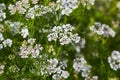 Blooming Coriander Coriandrum sativum plant