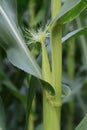 Blooming corn