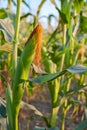 Blooming corn in a field at sunset, farm