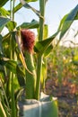 Blooming corn in a field at sunset