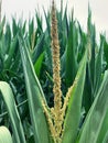 blooming corn, large green corn leaves, ripening corn, plants on the plot