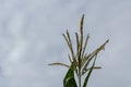 Blooming Corn Plant