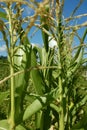 Blooming corn plant with green leaves grows on the field against the blue sky Royalty Free Stock Photo