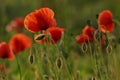 Blooming corn poppy