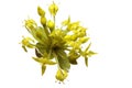 Blooming Cornelian Cherry Royalty Free Stock Photo