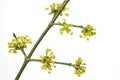 Blooming Cornelian Cherry