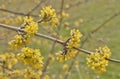 Blooming Cornelian Cherry