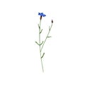 Blooming cornflower. Knapweed flower. Bluebottle on stem. Botanical drawing of field floral plant. Centaurea pullata