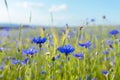 Blooming Cornflowers, Centaurea Cyanus Royalty Free Stock Photo