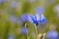 Blooming Cornflowers, Centaurea Cyanus Royalty Free Stock Photo