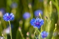 Blooming Cornflowers, Centaurea Cyanus Royalty Free Stock Photo