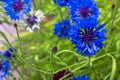 Blooming Cornflowers Centaurea cyanus in a field. Close up of a beautiful blue Cornflowers in summer sunlight. Trendy color of Royalty Free Stock Photo