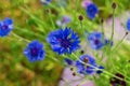 Blooming Cornflowers Centaurea cyanus in a field. Close up of a beautiful blue Cornflowers in summer sunlight Royalty Free Stock Photo