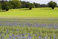 Blooming Cornflowers in a wheat field Royalty Free Stock Photo