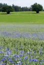 Blooming Cornflowers in a wheat field Royalty Free Stock Photo