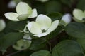 Beautiful Cornus Kousa, outside in the garden Royalty Free Stock Photo