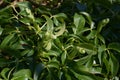 Blooming corsican hellebore in spring sun, holly-leaved hellebore with closed buds in march