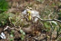 Blooming Corylus avellana `Contorta` in the garden in April. Berlin, Germany