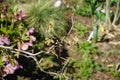 Blooming Corylus avellana `Contorta` in the garden in April. Berlin, Germany