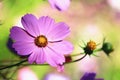 Cosmos bipinnatus or Garden cosmos or Mexican aster flowers with soft background