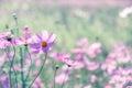 Cosmos Flowers