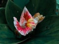 Blooming Costus erythrophyllus